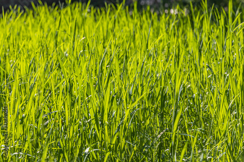 Beautiful horizontal texture of green Creeping Wild Rye grass is in summer