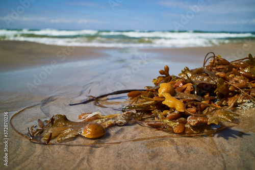 Seaweed in the waterline