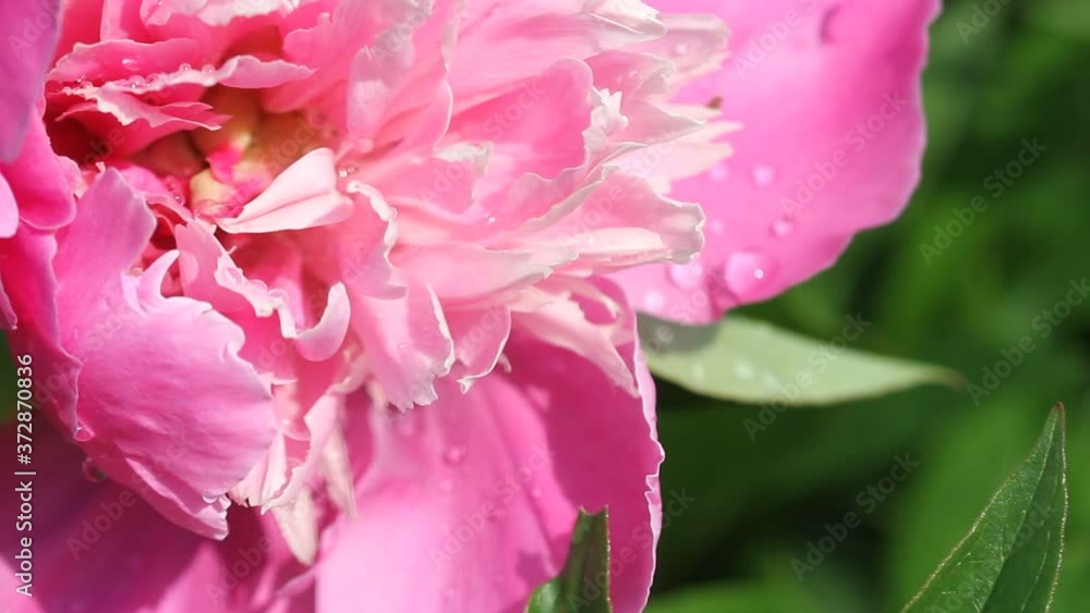 Blooming pink peony flowers (Paeonia Officinalis) swaying in the light breeze wind. Natural spring flower background Blooming pink peony flowers (Paeonia Officinalis) swaying in the light breeze wind. Natural spring flower background