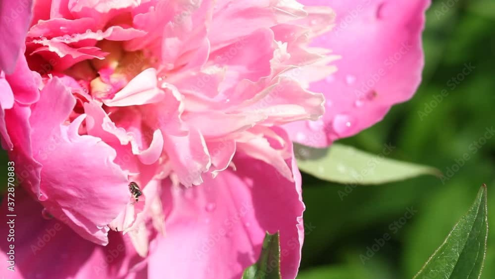 Blooming pink peony flowers (Paeonia Officinalis) swaying in the light breeze wind. Natural spring flower background Blooming pink peony flowers (Paeonia Officinalis) swaying in the light breeze wind. Natural spring flower background