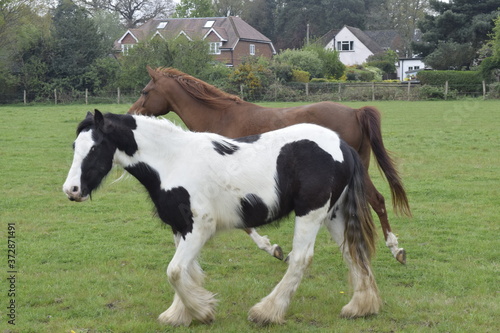 A pair of horses side by side