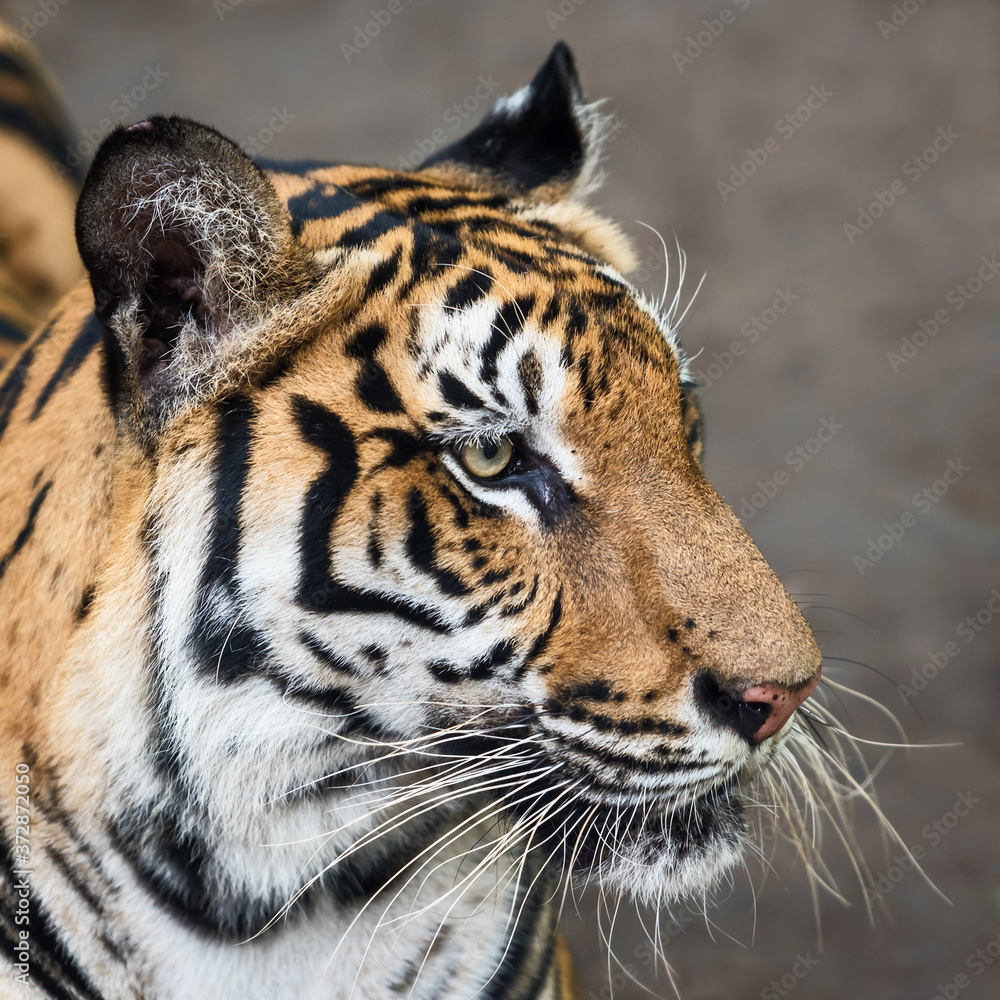 Obraz premium Close-up of a tiger's face. (Panthera tigris corbetti) in the natural habitat, wild dangerous animal in the natural habitat, in Thailand.
