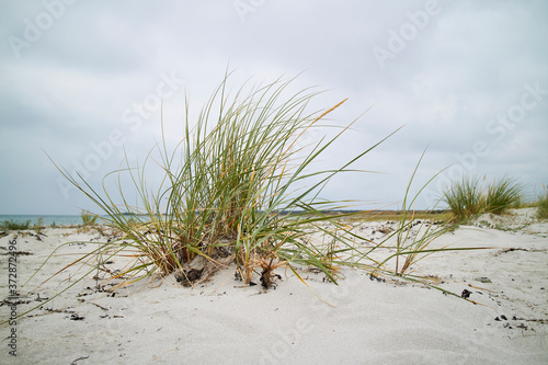 Fototapeta Naklejka Na Ścianę i Meble -  Grass in the sand
