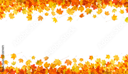autumn leaves frame isolated on white background