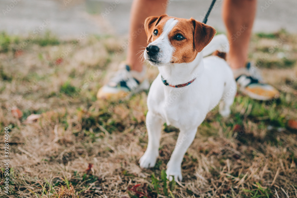 Adorable puppy Jack Russell Terrier walking with its owner. Adorable puppy Jack Russell Terrier walking with its owner.