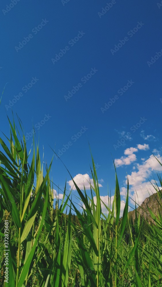 Fototapeta premium grass and sky