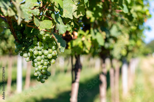Wallpaper Mural Close up image of a bunch of green grapes hanging from the branch on a sunny summer day in a vineyard. Soon to be harvested. Torontodigital.ca