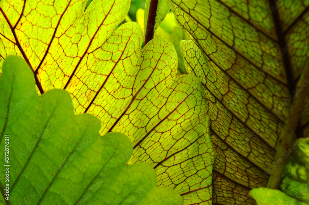 Obraz premium leaves forming a beautiful pattern