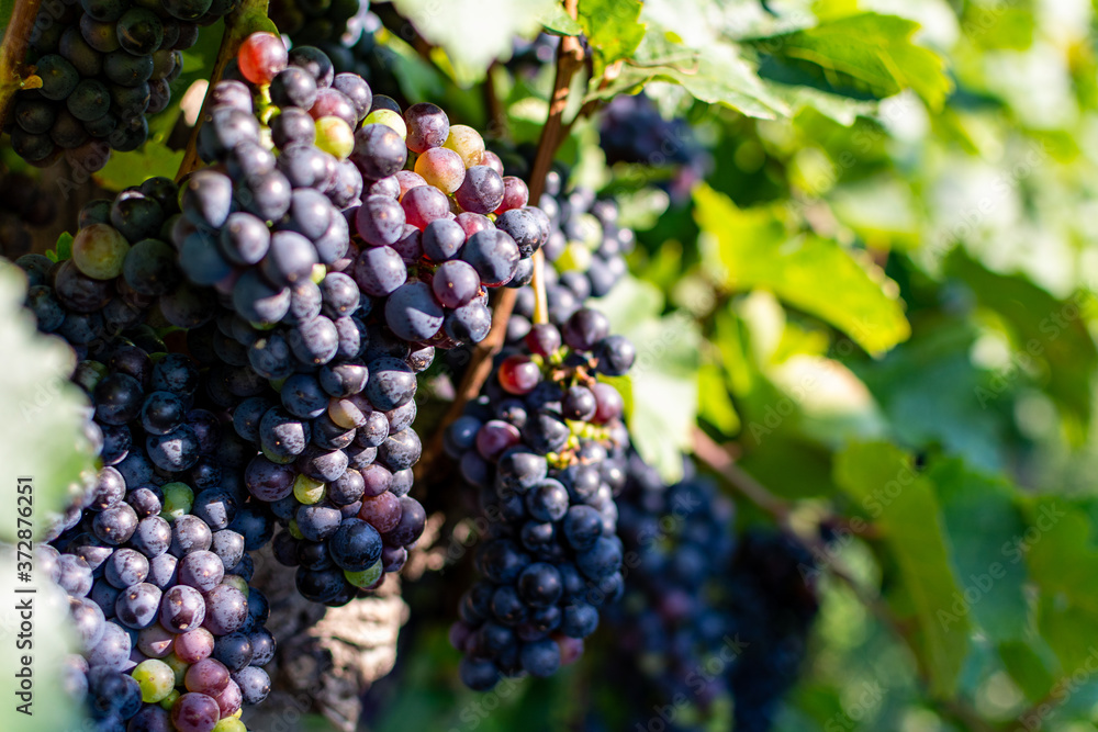 Close up of berries and leaves of grape-vine. A bunch of ripe red wine grapes hanging on a vine on green leaves background. Plantation of grape-bearing vines, grown for winemaking, vinification
