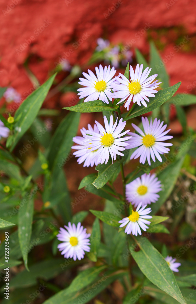 Fototapeta premium a beautiful flower with some parts in focus