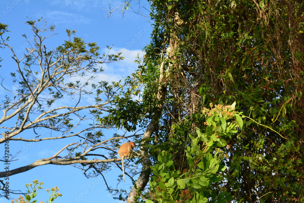 Obraz premium Proboscis monkey along the river cruise