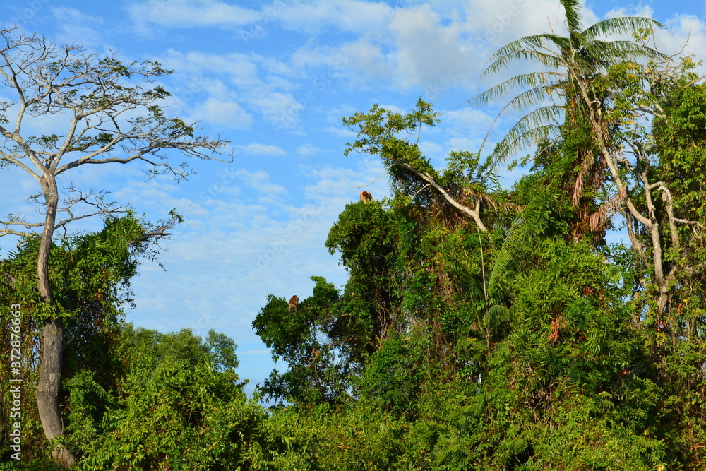 Fototapeta premium Proboscis monkey along the river cruise