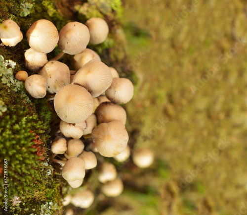 mushrooms growing on a tree bark