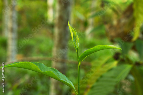 Fototapeta Naklejka Na Ścianę i Meble -  tea leaves in a tea plantation