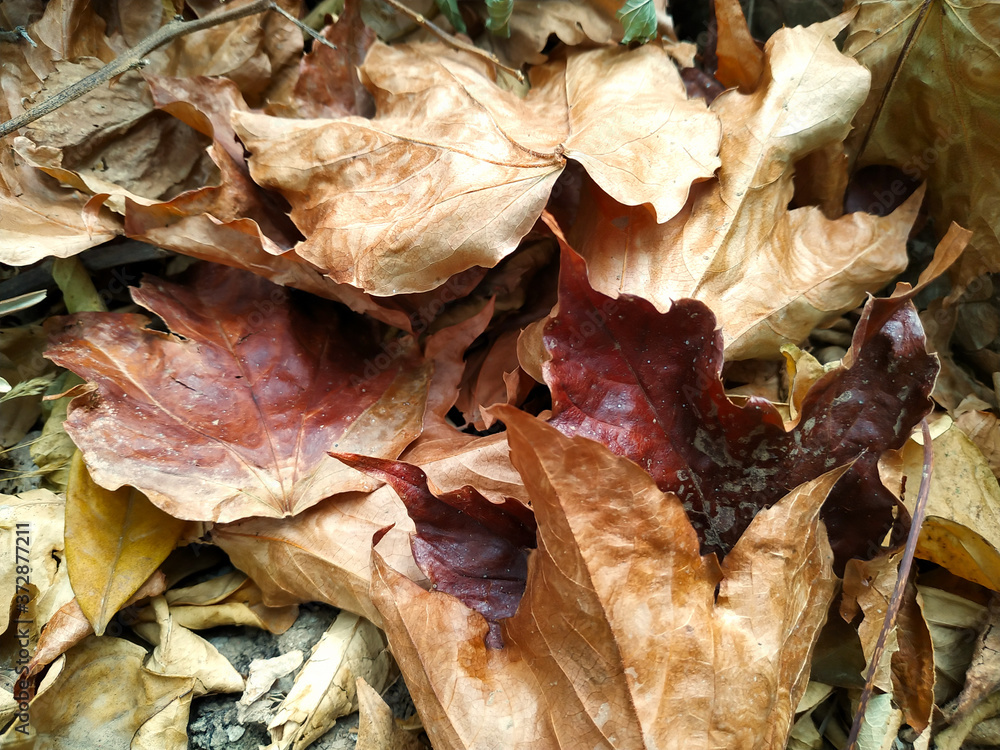 Fallen autumn leaves and branches Fallen autumn leaves and branches