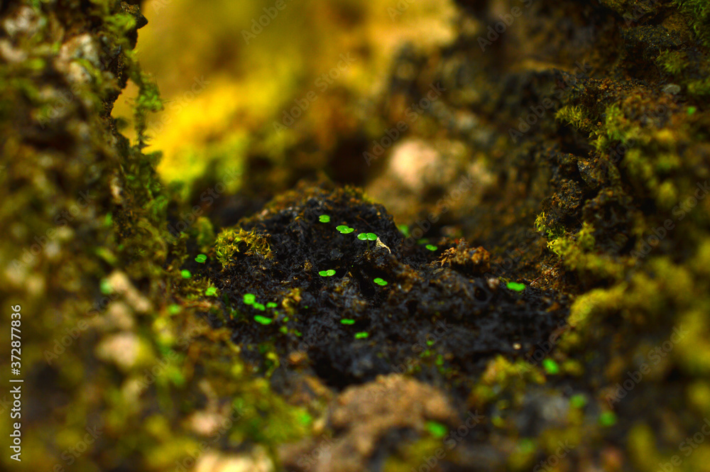 Obraz premium macro image of moss with some parts in focus