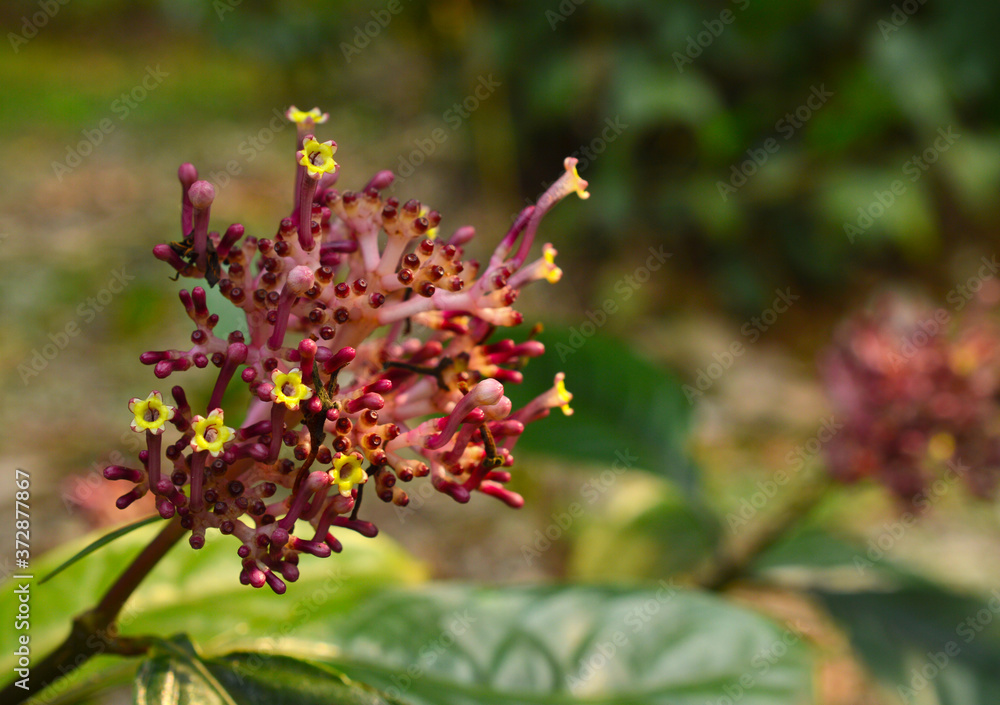 beautiful wild flower with some parts infocus beautiful wild flower with some parts infocus