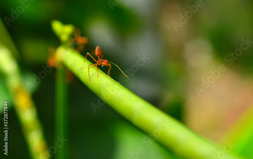 weaver ant on a branch with head in focus © NNPhotos