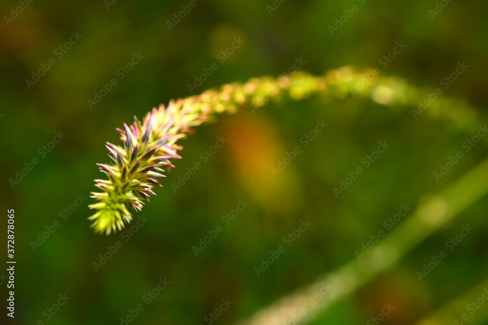 throny flower with some parts in focus throny flower with some parts in focus