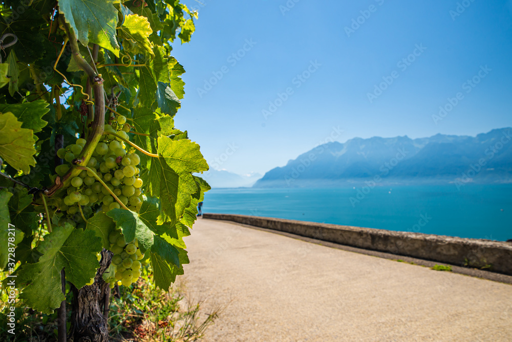 Grapevines on Lake Geneva