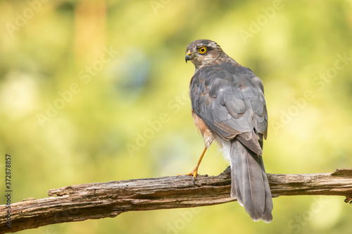 Sparrow hawk, bird of Prey