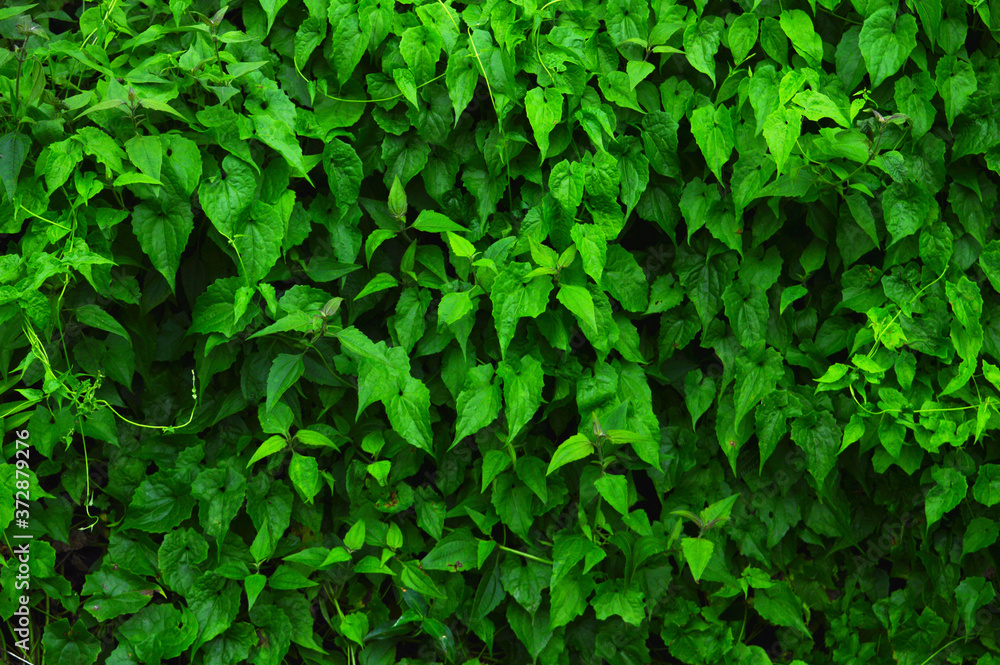 heart shaped leaves forming a beautiful pattern heart shaped leaves forming a beautiful pattern