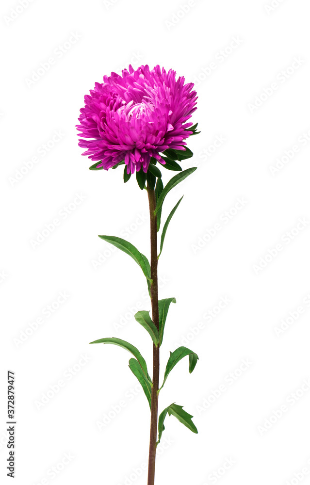 aster isolated on white background aster isolated on white background