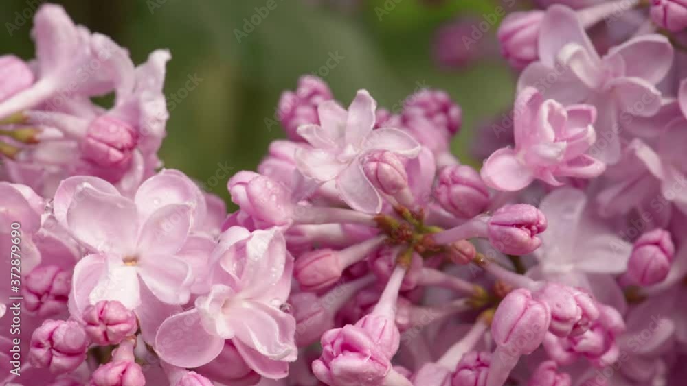 Pink lilac blooming natural background Pink lilac blooming natural background