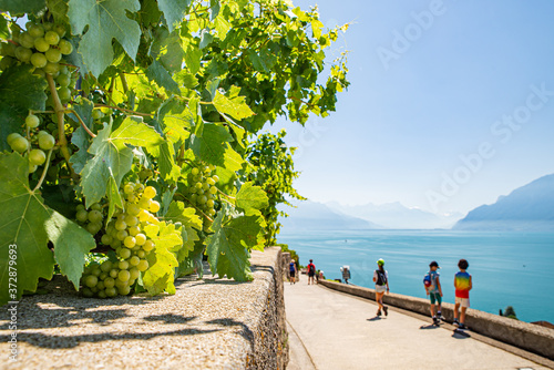 Grapevines on Lake Geneva photo