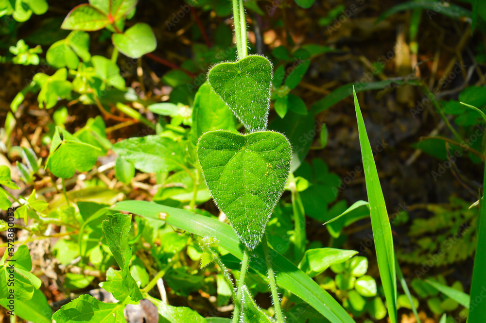 custom made wallpaper toronto digitalplant with heart shaped leaf 