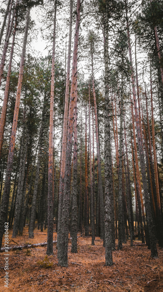 Fototapeta premium pine forest in autumn