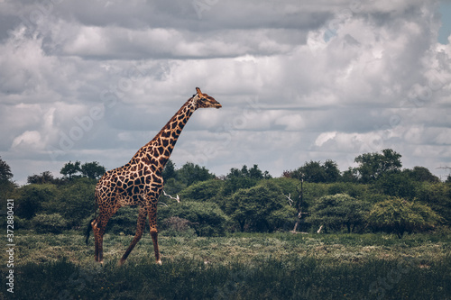 giraffe in Namibian grassland