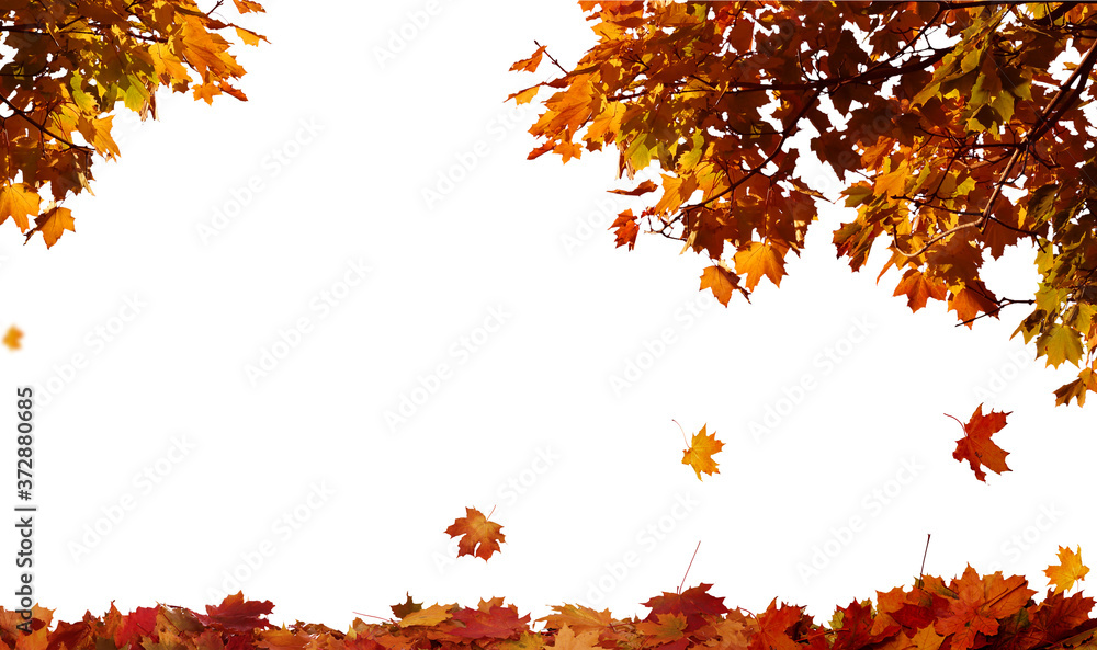 Autumn falling maple leaves isolated on white background Autumn falling maple leaves isolated on white background