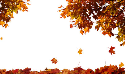 Autumn falling maple leaves isolated on white background