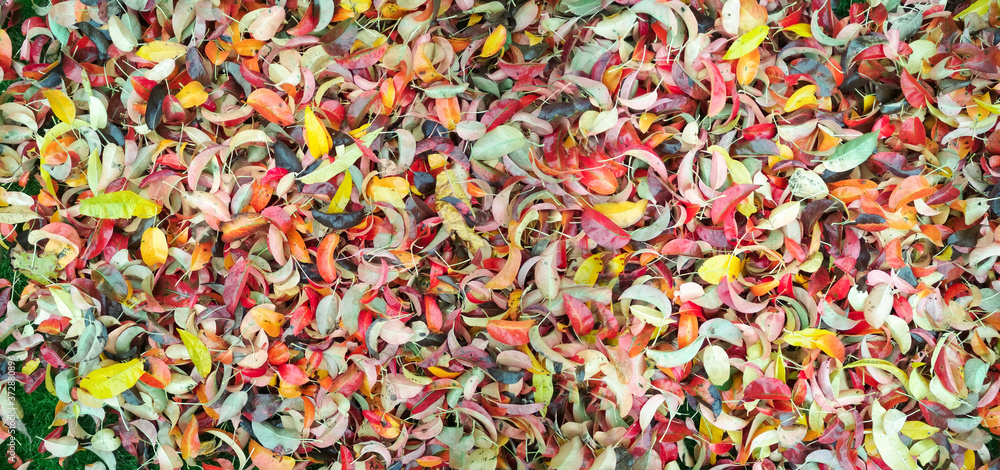 Autumn background. Background of autumn multicolored leaves. Autumn background. Background of autumn multicolored leaves.