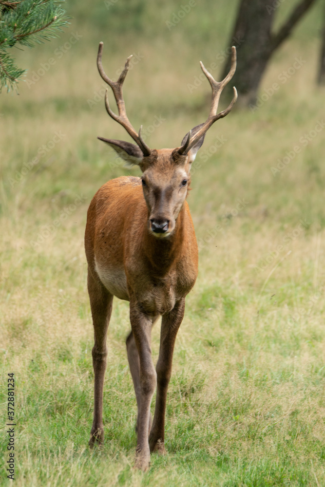 Obraz premium Deer, Red Deer, Mammal.