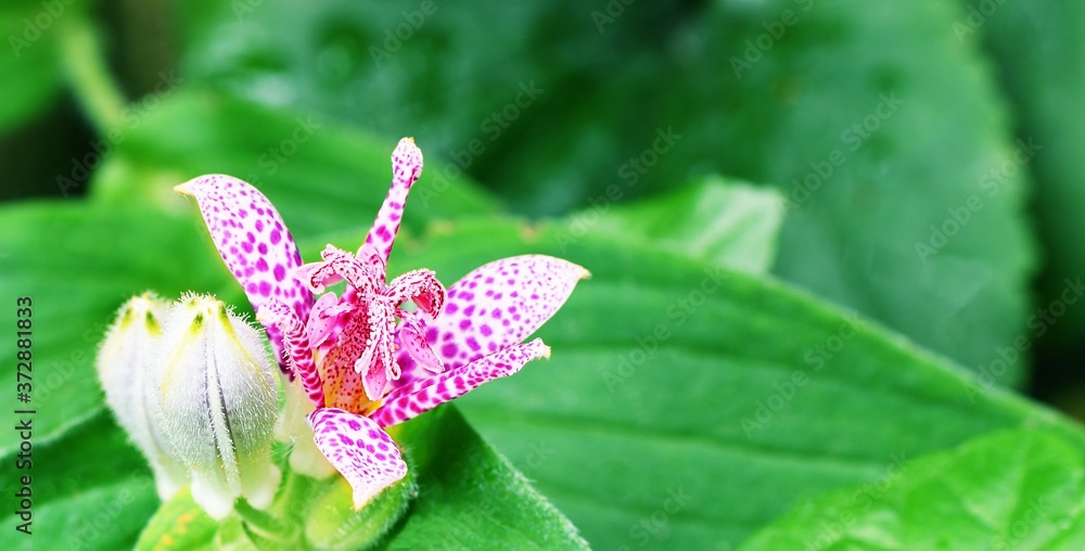 Nakrapiany kwiat trójsklepki owłosionej (Tricyrtis hirta)  - obrazy, fototapety, plakaty 