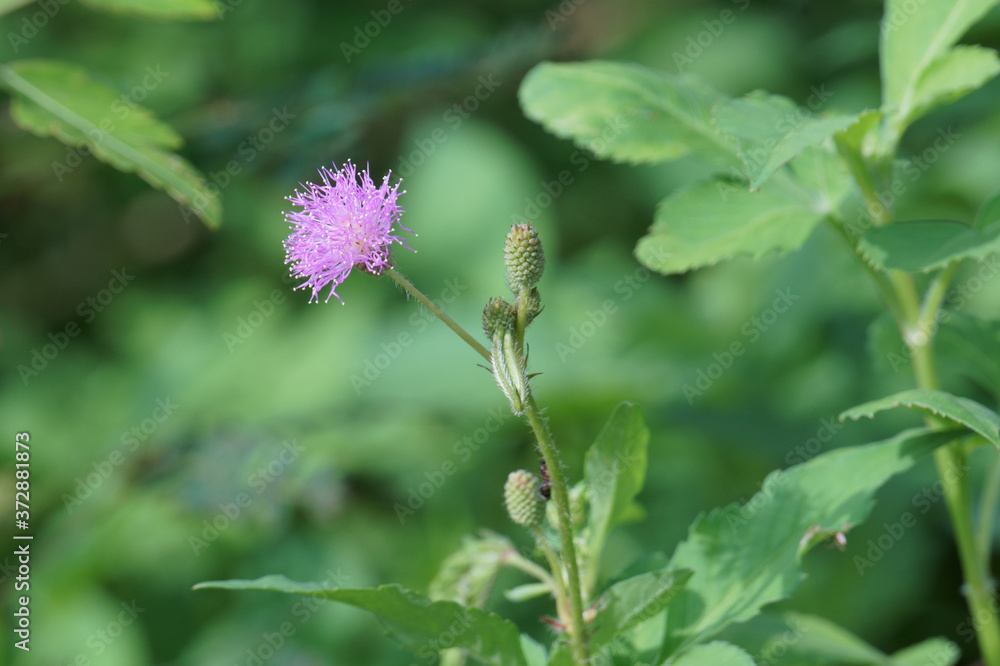 Pink mimosa pudica flower in bloom in the morning Pink mimosa pudica flower in bloom in the morning