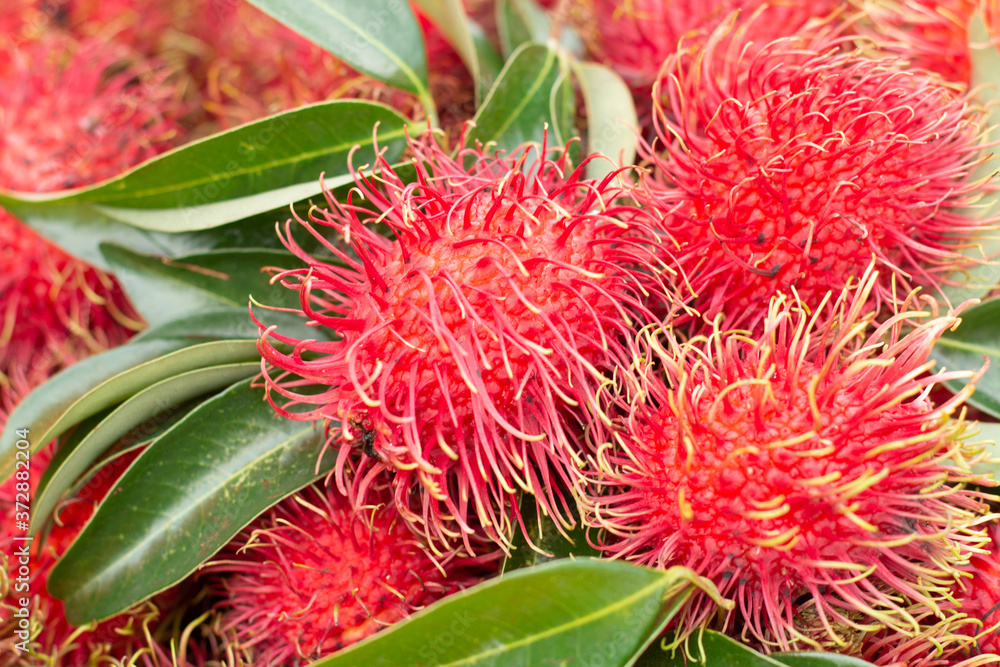 Red rambutan background. Red rambutan background.