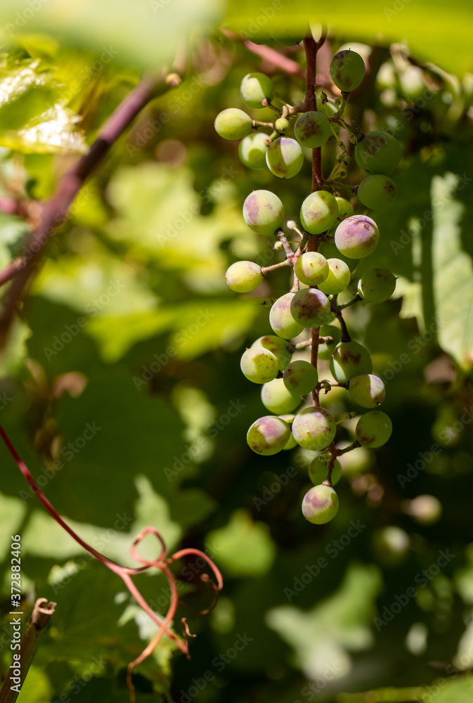 Green unripe grapes and leaves at vineyard