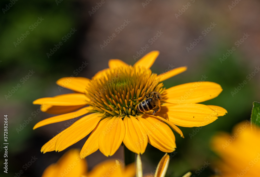 Flowers of Echinacea - an herb stimulating the immune system Flowers of Echinacea - an herb stimulating the immune system