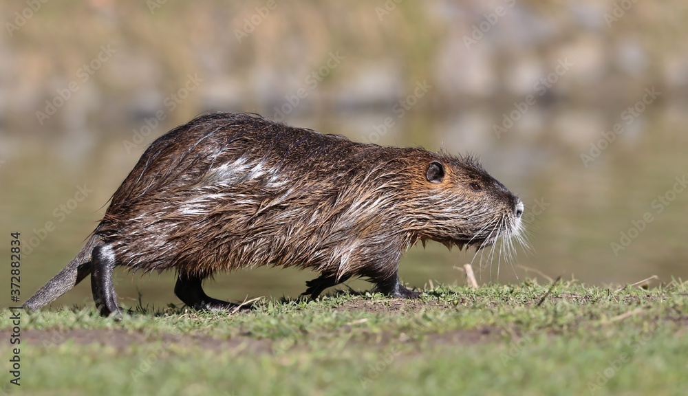 Adult river coypu in the nature habitat (Myocastor coypus) wet nutria running along the shore. Adult river coypu in the nature habitat (Myocastor coypus) wet nutria running along the shore.