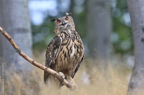 portrait of a eagle owl in the nature. Bubo bubo. Beautiful eagle owl sitting on the stump. Wildlife scene from nature.