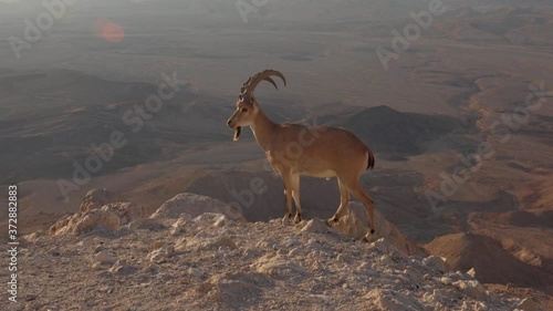 Majestic nubian ibex mountain goat on a cliffside path, Negev Desert Israel