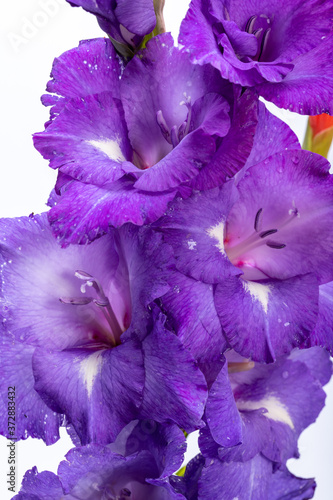 Fototapeta Naklejka Na Ścianę i Meble -  Close up of beauty violet gladiolus flower