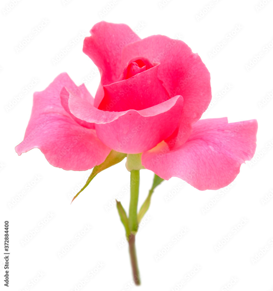 Pink rose flower. Pink rose flower.