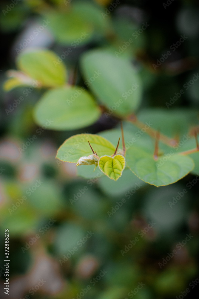 Close up small branch with thorn and blurred background Close up small branch with thorn and blurred background