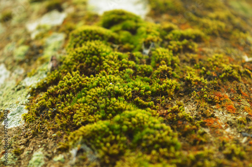macro image of moss with some parts in focus