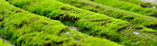 macro image of moss with some parts in focus