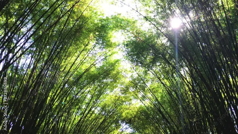 Bamboos Forest. Growing bamboo in thailand garden 4K UHD Bamboos Forest. Growing bamboo in thailand garden 4K UHD